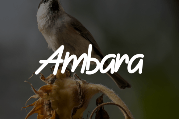 Ambara: The Script Font That Elevates Handmade Brands
